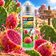 E-liquide Cactus 50ml