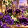 Arôme royal purple