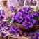 Arôme violette