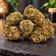 Fleur CBD Gelato Greenhouse - Mama Kana