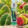 E-liquide Cactée 50ml - Terravap