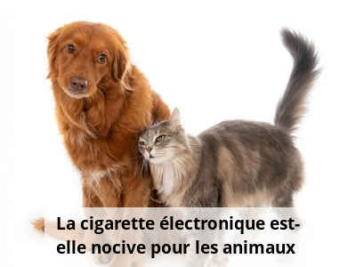 La cigarette électronique est-elle nocive pour les animaux ?